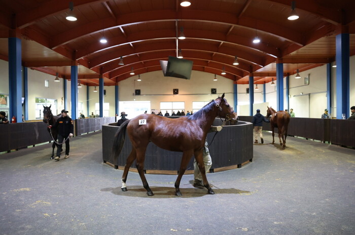 제주경주마(사진제공=한국마사회 제주본부)