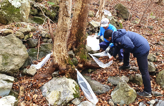 함양 고로쇠 현장점검  모습,(사진=함양군)