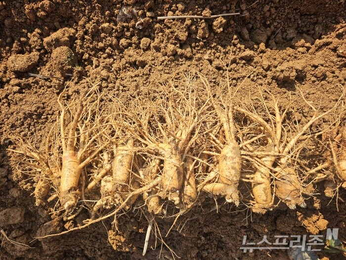 강화군, 제철 맞은 6년근 강화고려인삼 ./사진=강화군청