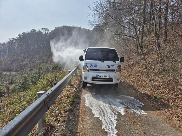 가축방역 장면.(사진= 서천군)