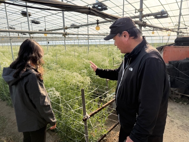 창원시 농업기술센터 안개꽃 생육 지도 모습.(사진=창원시) 