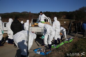 천안 <b>산란계 농장</b>서 고병원성 <b>AI</b> 의사환축 <b>발생</b>